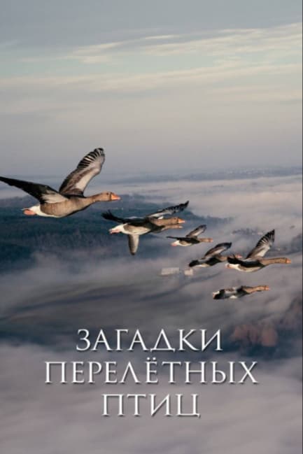 Загадки перелётных птиц