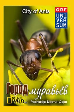 NG. Город муравьёв