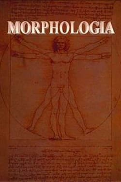 Морфология