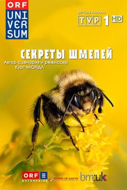 Секреты шмелей