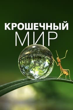 Крошечный мир