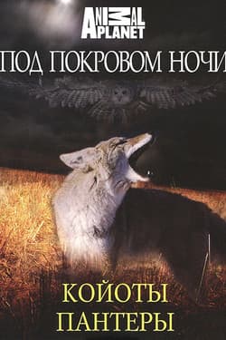 Под покровом ночи