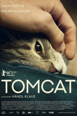 Кот