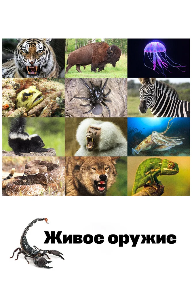 Постер